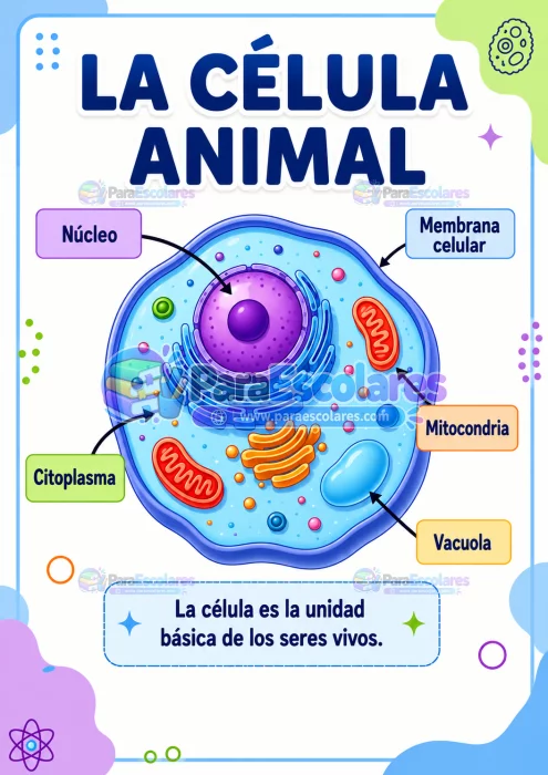 Poster Educativo De La Celula Animal